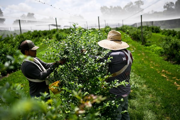 Felix Gutierrez, 43, and Caesar Ayala Gutierrez, 21, pick blueberries in the sweltering heat at Stepping Stone Farms on Monday, June 23, 2025, in Bourbon County, Ky. (AP Photo/Michael Swensen)