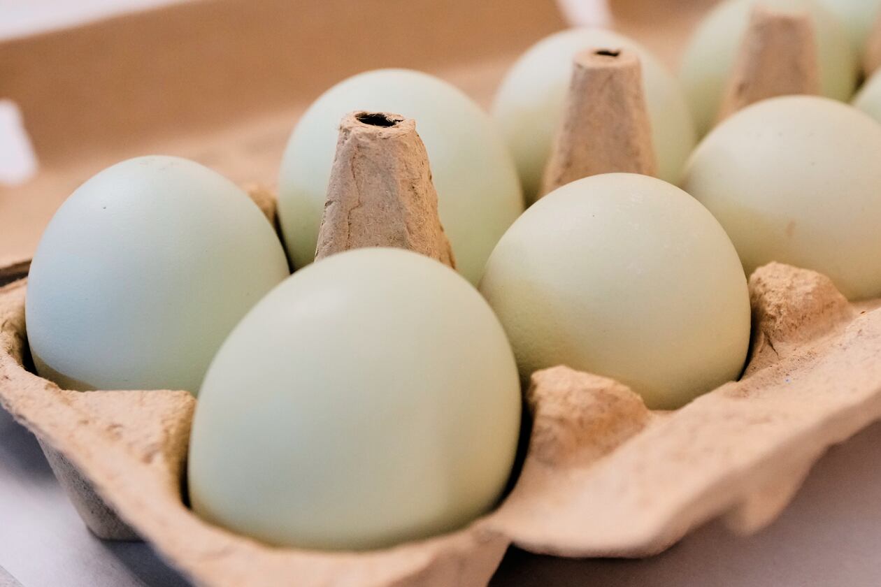 FILE - A carton of eggs is pictured in Farmers Branch, Texas, on Oct. 21, 2025. (AP Photo/Tony Gutierrez, File)