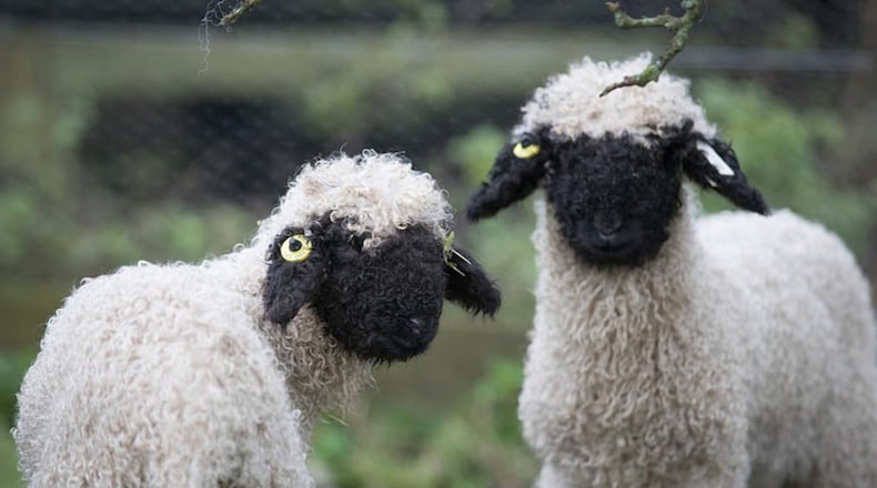 Valais Blacknose sheep are distinctive in their markings.