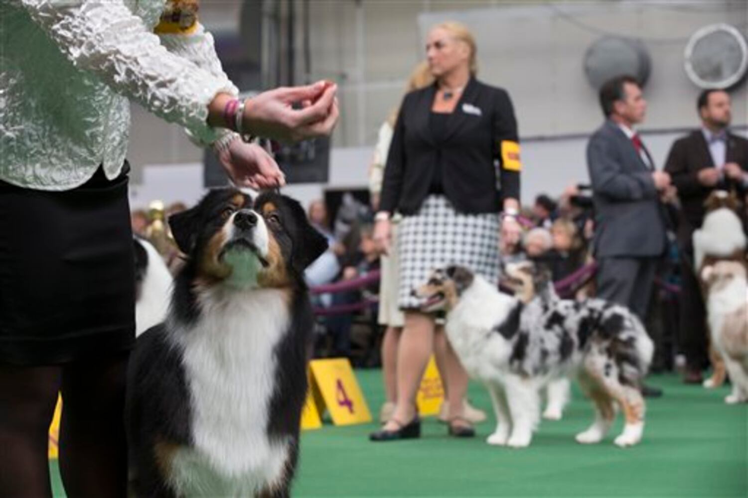 An Australian Shepherd eyes a treat before presenting