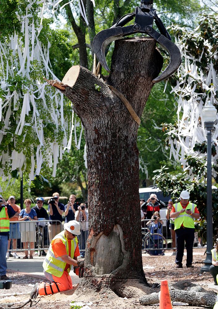Poisoned trees big part of Auburn tradition