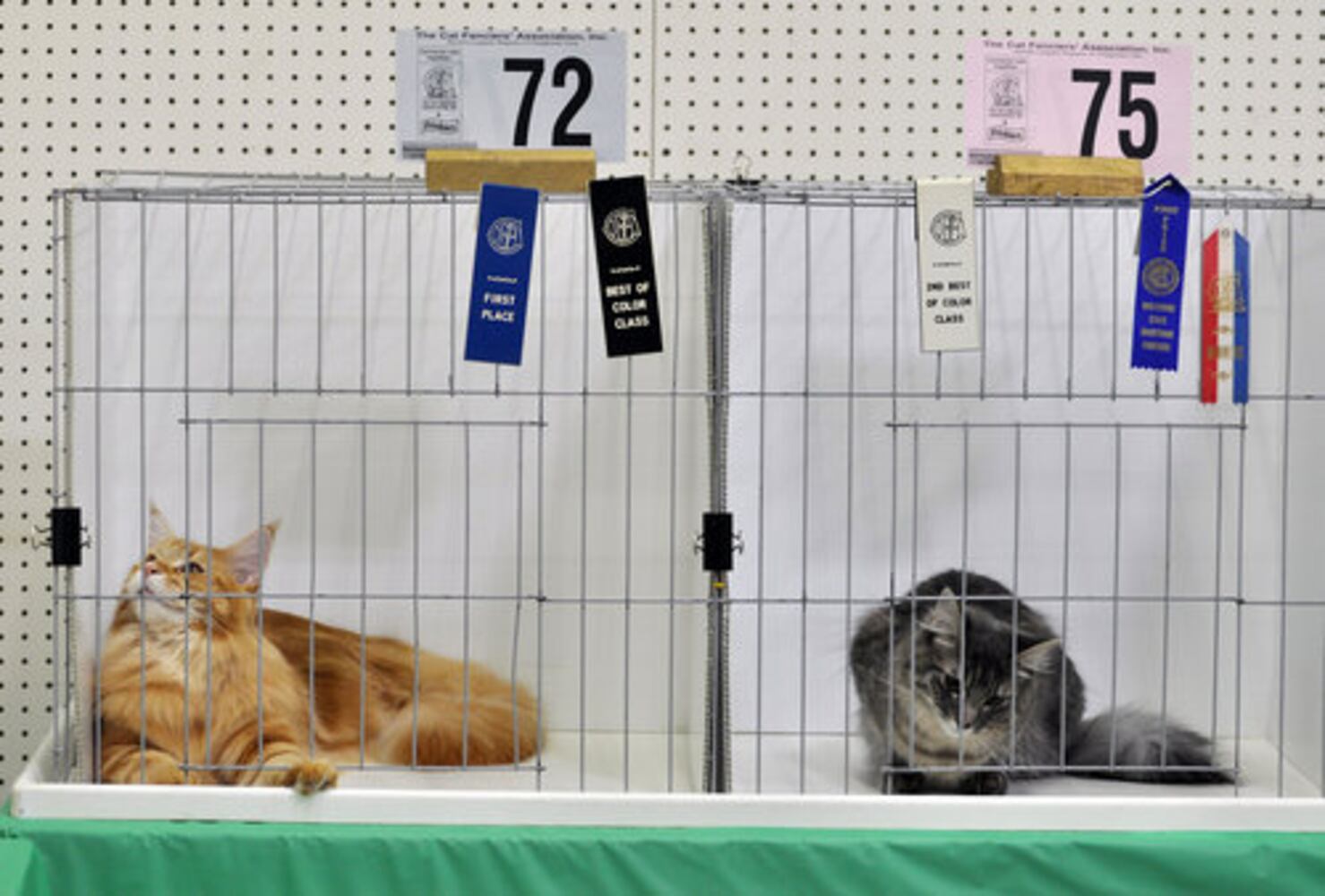 Atlanta Phoenix Cat Society Cat Show
