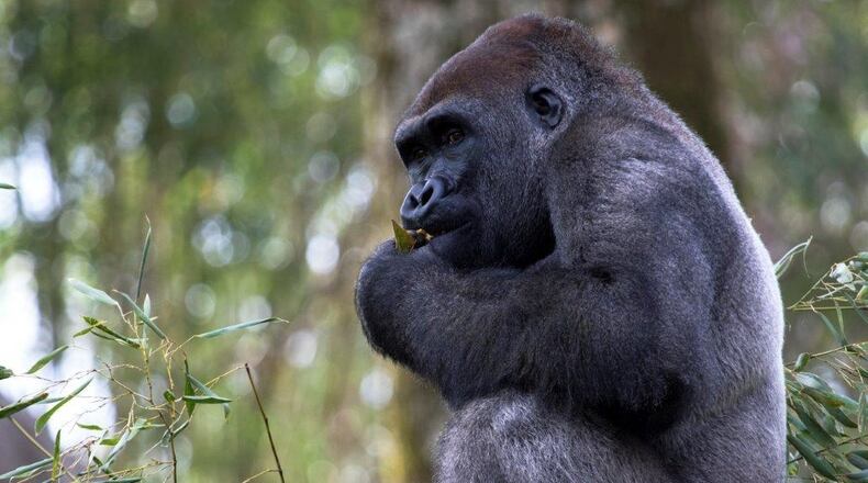 Kali, a male Western lowland gorilla, is among the trio of gorillas leaving Zoo Atlanta for another facility. Photo: courtesy Zoo Atlanta