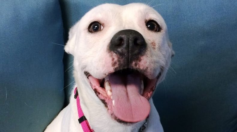 Phoenix smiles for her adoption photos (Florida Keys SPCA via Palm Beach Post)