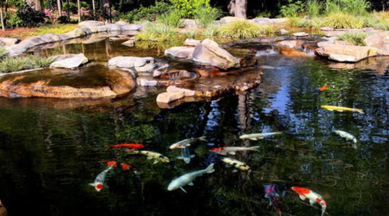 Koi fish swim in the water garden at Arthur Blank's Buckhead home.