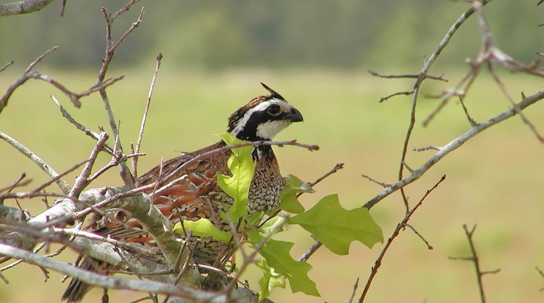 The bobwhite quail, Georgia’s official state game bird, has been declining at alarming rates because of the loss of its native grasslands habitat due to farming, development, fire suppression and other factors. CONTRIBUTED BY U.S. FISH AND WILDLIFE SERVICE