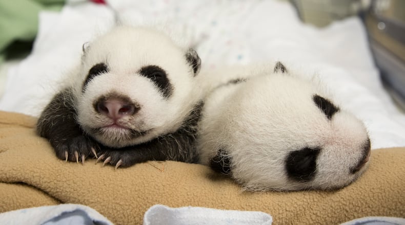 The new giant panda twins at Zoo Atlanta, who are still unnamed, will be coming on display sometime in November or December. The zoo is among the Atlanta attractions offering free admission to veterans on Veterans Day. Photo: Zoo Atlanta