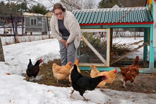 Iris Turmelle tends to her chickens, Wednesday, March 5, 2025, in Pembroke, N.H. (AP Photo/Robert F. Bukaty)