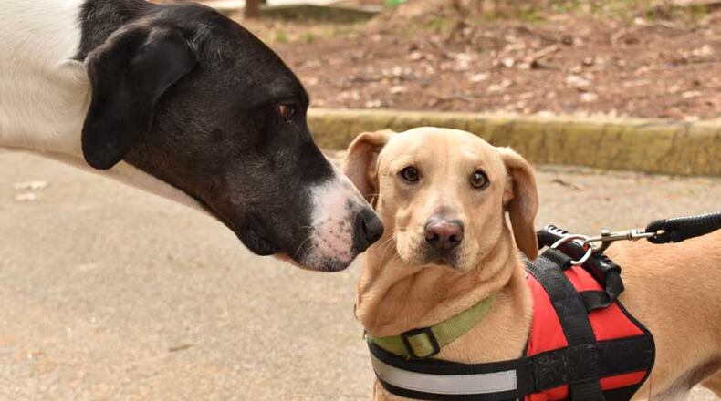 A unanimous vote by Tucker city officials means animal owners must keep their pets on a leash no longer than six feet when off the owner's property - except on city-owned and designated off-leash areas. (Courtesy of Tucker)