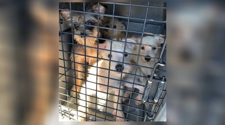 The Society of Humane Friends of Georgia was one of four rescue groups that volunteered to help 162 dogs rescued from a home in Rockdale County. The organization took in nine dogs.