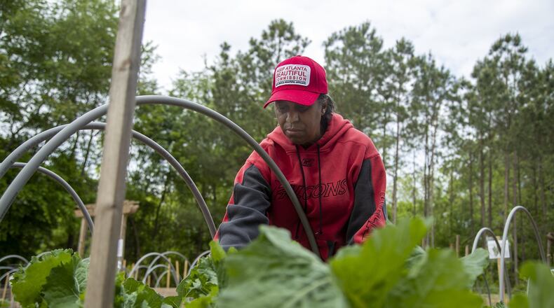 Atlanta, Georgia - Browns Mill Community Garden assistant manager Rosemary Griffin harvests kale during a visit to the garden in Atlanta’s Lakewood community, Wednesday, April 29, 2020. (ALYSSA POINTER / ALYSSA.POINTER@AJC.COM)