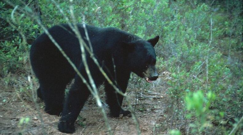 A black bear (not pictured) was found in a Sugar Hill couple’s backyard. He ate all their birdseed.