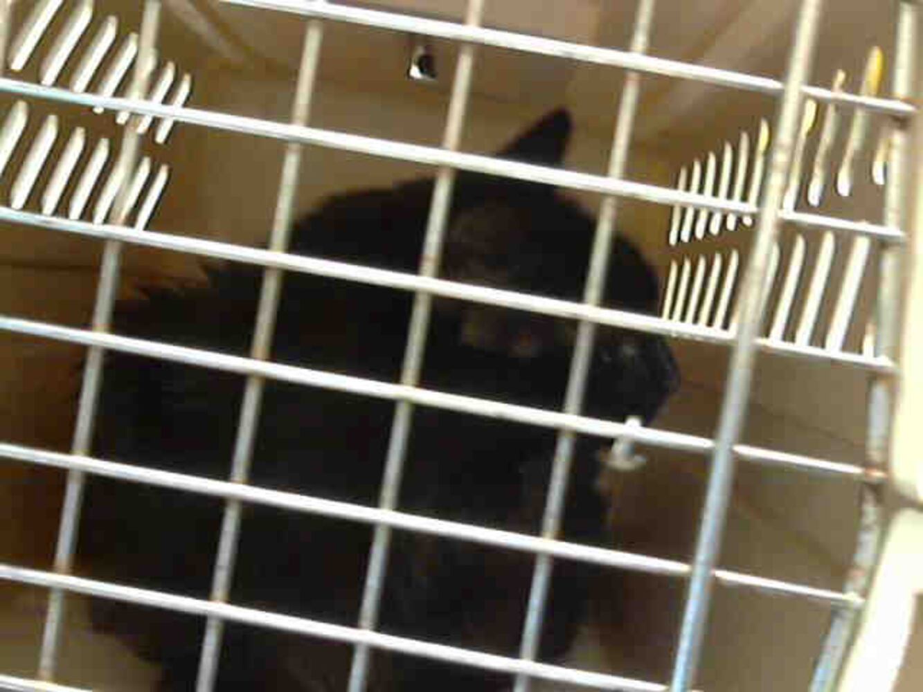Black cats you can save on Friday the 13th