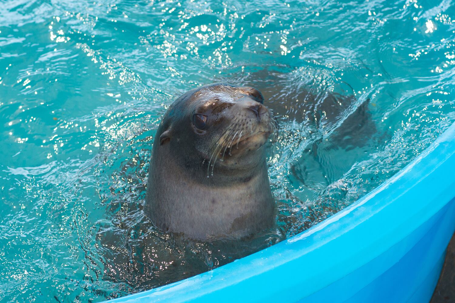 Georgia Aquarium gets new sea lions