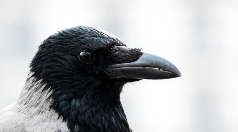 A video posted on Twitter on Sunday has some people thinking they see a bunny and others thinking they see a bird (not pictured). It is, in fact, a bird.