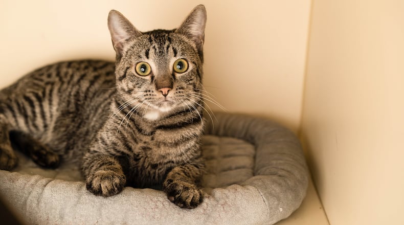 Meet Scooby, a cat up for adoption from LifeLine.