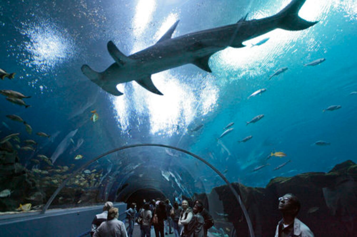 Aqua Vino benefits Georgia Aquarium