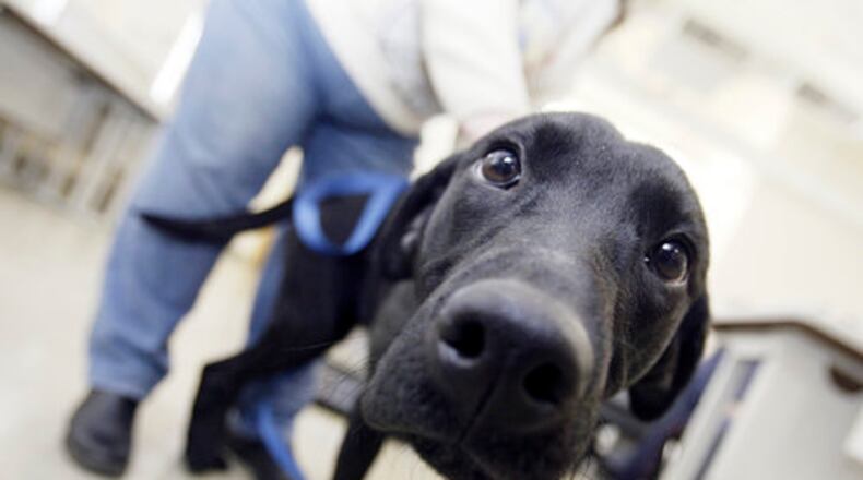 The Greater Dayton Labrador Retriever Rescue attended Mingle with our Mutts, a meet and greet of several local canine rescues, at the Montgomery County Animal Resource Center Sunday, Feb. 14. All dogs are getting spayed or neutered, get their first shots, heartworm medication, fecal tested and micro-chipped. Greater Dayton Labrador Retriever Rescue's puppies are $300 and adult dogs $275.