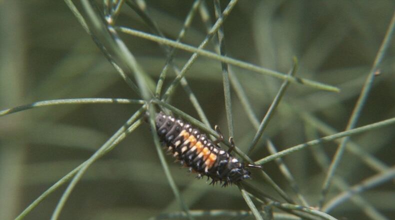 Distinctive ladybug larvae are voracious aphid hunters. Contributed by Walter Reeves