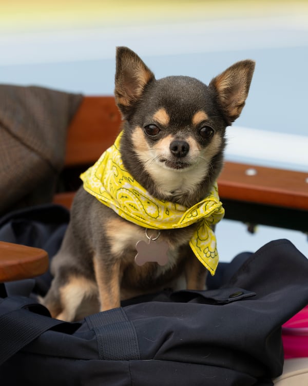 Will Trent's most reliable friend remains Betty (Bluebell), who will be involved in solving a crime case later in Season 4, which returned Jan. 6, 2026. (Courtesy of Lynsey Weatherspoon/Disney)