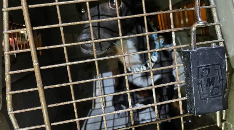 Hartsfield-Jackson International Airport said a dog who was lost at the airport more than three weeks ago was found Saturday, September 9, 2023 at the airport. Source: Hartsfield-Jackson