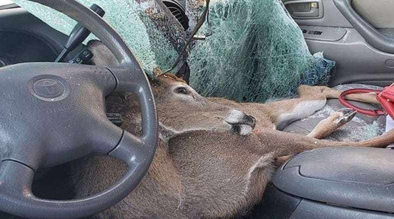 A deer crashed through a car’s windshield Thursday morning and landed in the passenger seat of the vehicle, investigators said. (Jones County Sheriff's Office)