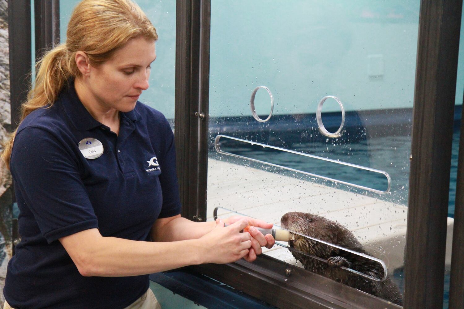 Sea Otter Encounter at Georgia Aquarium