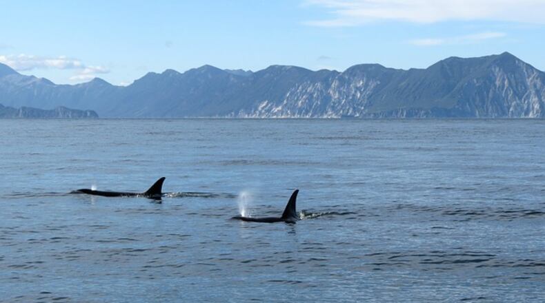 File photo. (Natalia Kollegova/Pixabay)