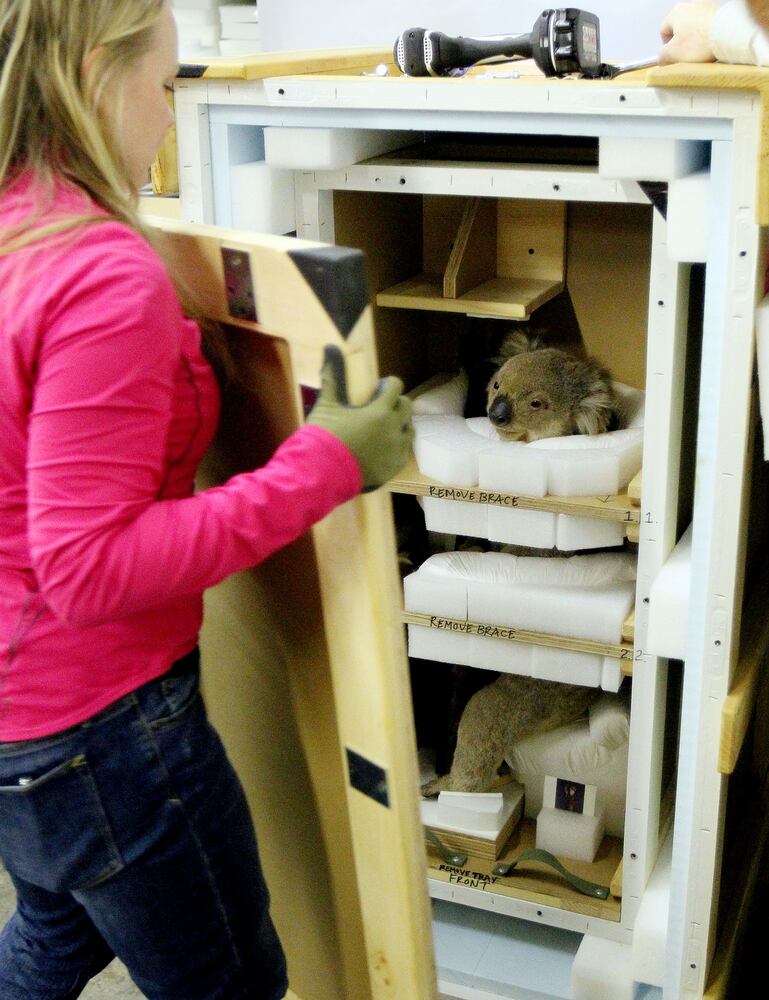 'Extreme Mammals' exhibit at Fernbank Museum