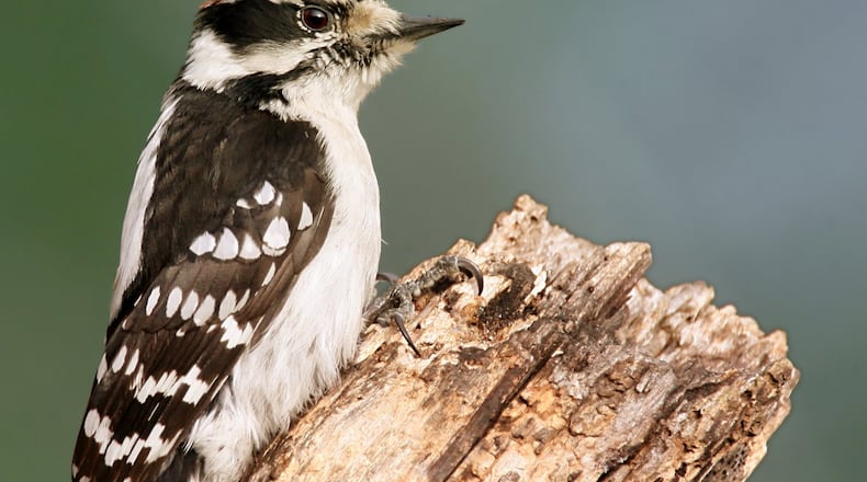 The downy woodpecker is the smallest of Georgia’s eight woodpecker species and the most common visitor at backyard feeders in winter. WOLFGANG WANDER/CREATIVE COMMONS