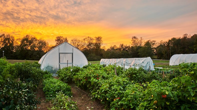 The garden on the pastoral grounds of the World of Quercus provides many of the ingredients featured in dishes served at the restaurant, Uberto, helmed by chef Ryan Smith. Mammoth Studios, courtesy of Quercus)