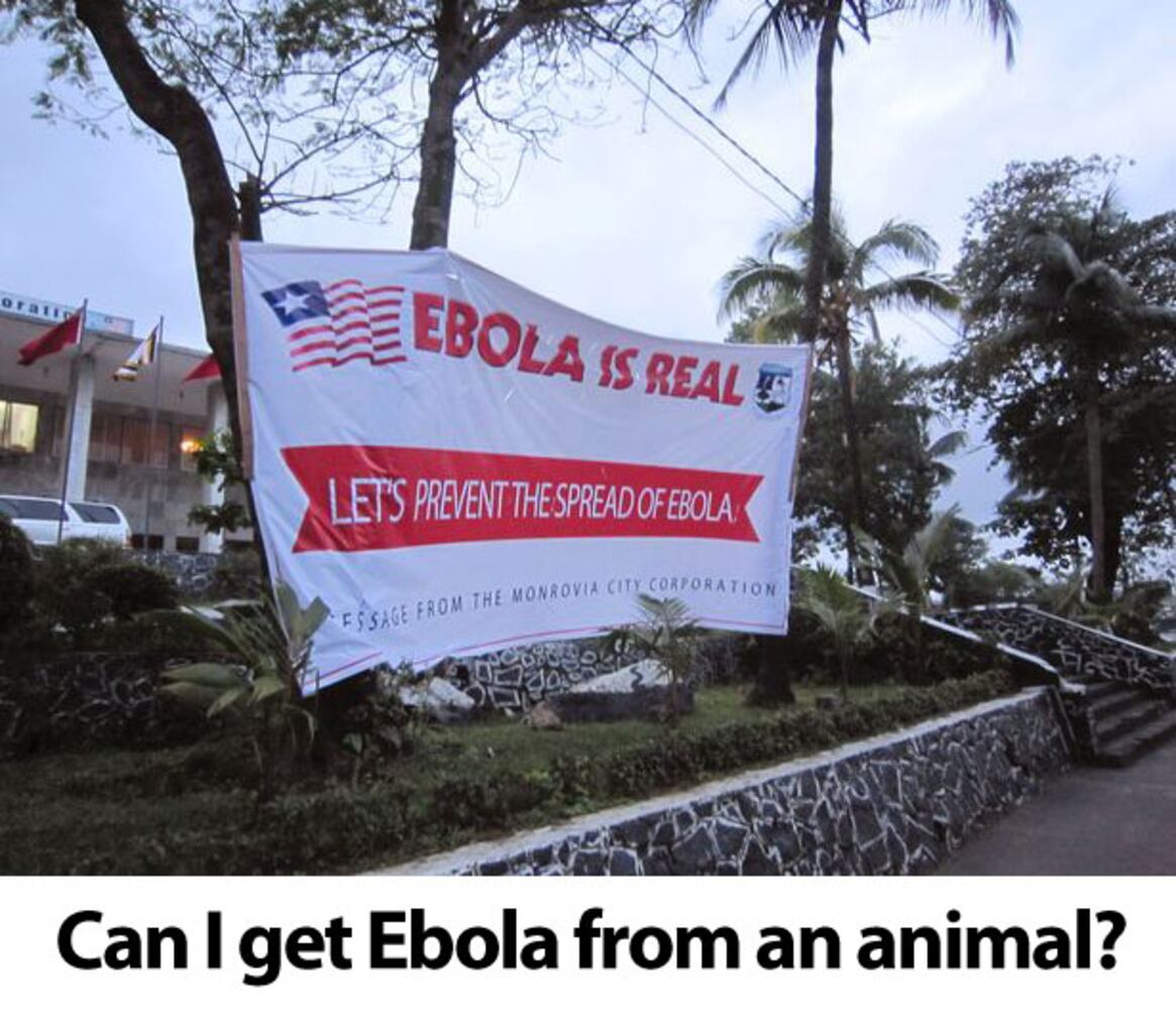 Ebola virus Q & A