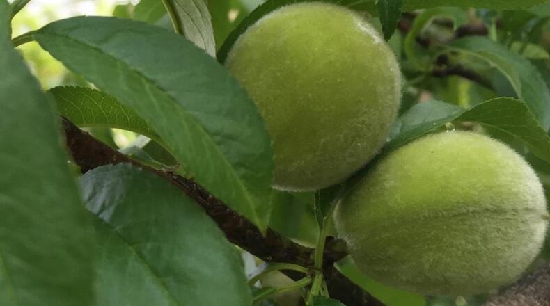 Peach flowers pollinate themselves, so no pollinator is needed. CONTRIBUTED BY WALTER REEVES