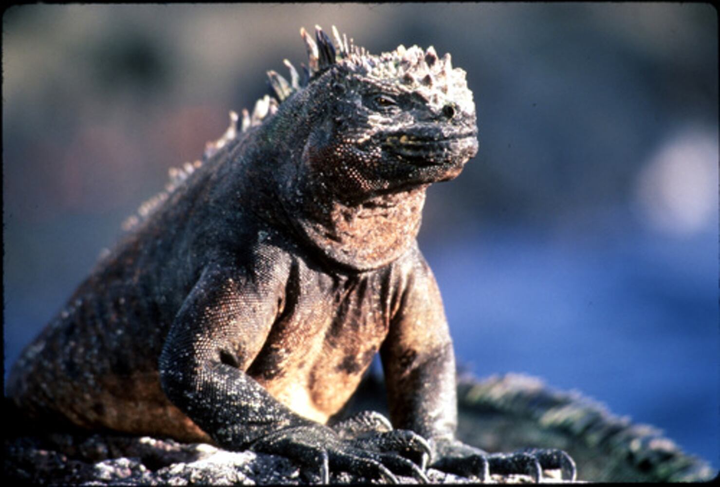 Cute or just plain ugly?