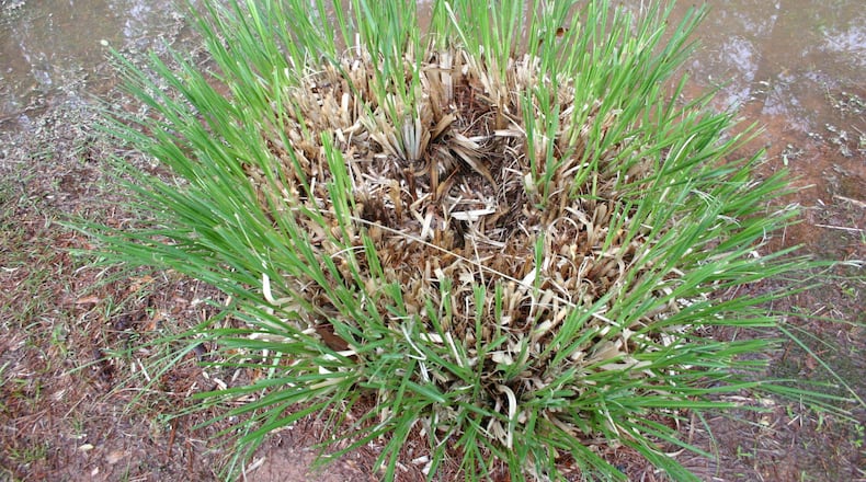 Ornamental grass clumps develop a hollow center unless they’re pruned low and flat each year. PHOTO CREDIT: Walter Reeves