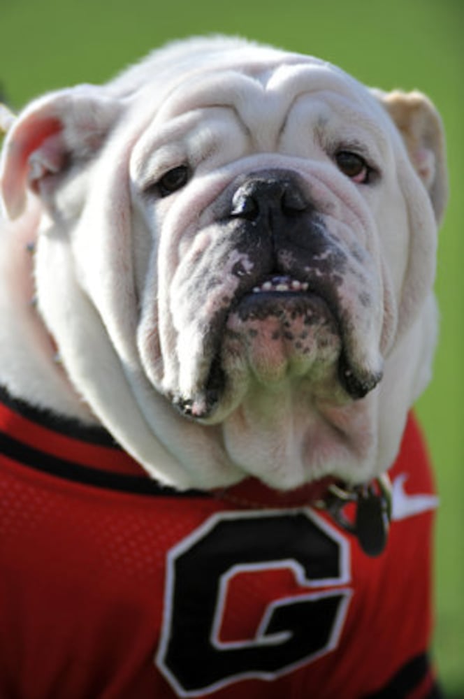 Georgia mascot Uga VII dies