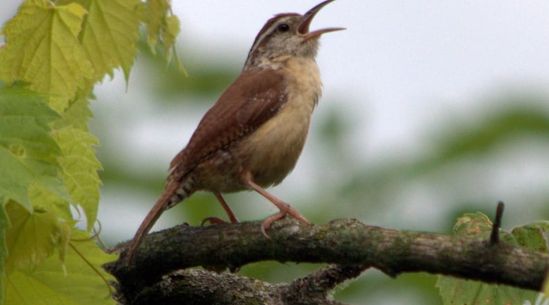 A Carolina wren sings a morning song. Many songbirds in spring sing with the rising sun as part of the "dawn chorus."  
(Courtesy of CheepShot/Creative Commons.)