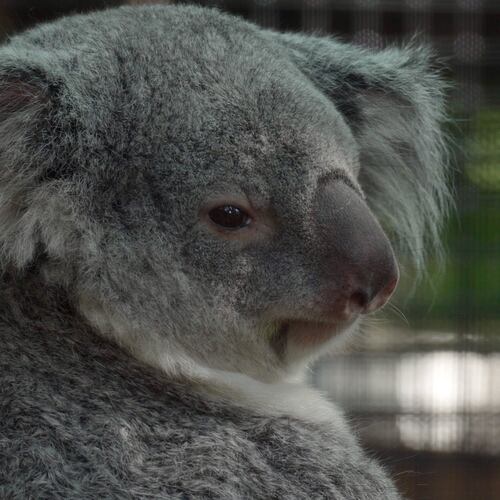 A koala named Ellin sits inside a habitat at Palm Beach Zoo Conservation Society in West Palm Beach, Fla., on Wednesday, April 22, 2026. (AP Photo/Cody Jackson)