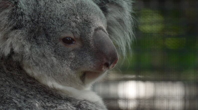 A koala named Ellin sits inside a habitat at Palm Beach Zoo Conservation Society in West Palm Beach, Fla., on Wednesday, April 22, 2026. (AP Photo/Cody Jackson)