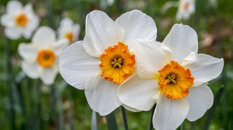Daffodils should be planted in the fall for spring blooms. Stagger planting over the next three weeks to stretch out bloom season in February and March. (Renee C. Byer/Sacramento Bee/TNS)