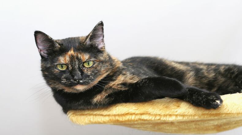 File photo of tortoiseshell cat.