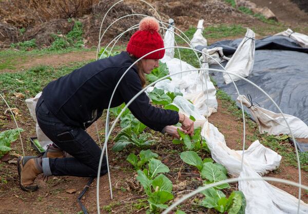 Farm manager Nobie Muhl picks vegetables at the Good Samaritan Health Center in Atlanta, which offers fresh produce to patients and members of the community. CONTRIBUTED BY PHIL SKINNER