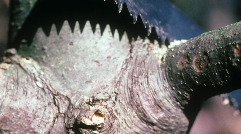 Make pruning cuts slightly outside the limb collar. WALTER REEVES