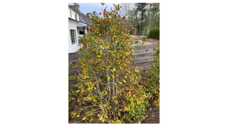 Trees and shrubs that are planted with burlap covering the roots rarely prosper. (Walter Reeves for The Atlanta Journal-Constitution)