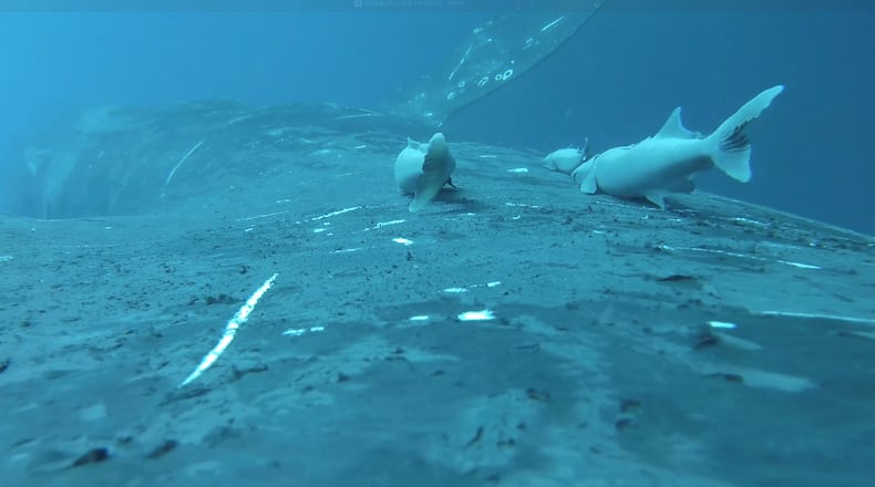 In this image made from video remora fish ride a humpback whale off the coast of south-east Queensland, Australia, on June 15, 2024. (Olaf Meynecke/Whales and Climate Program via AP)