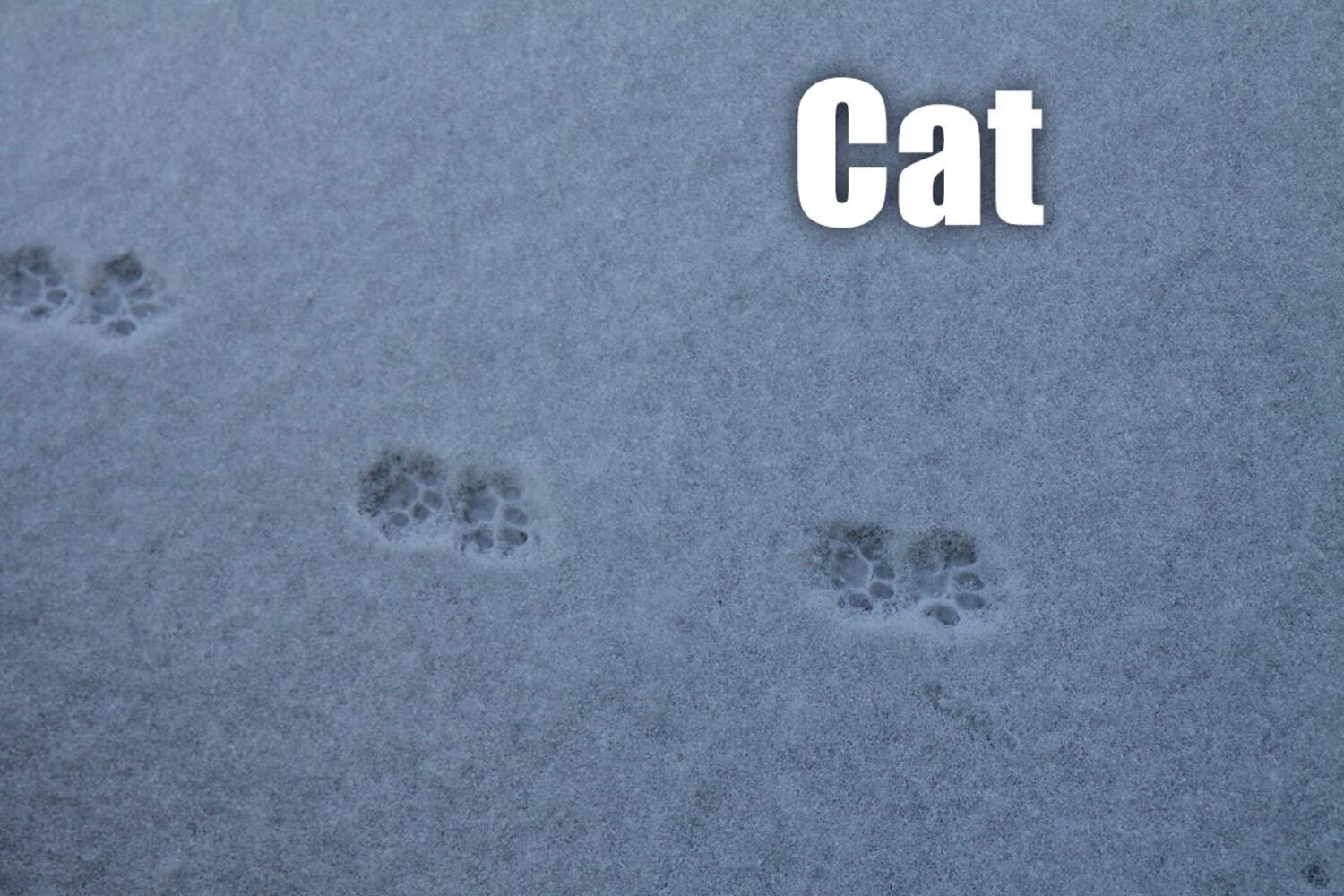 Can you identify these animal tracks?