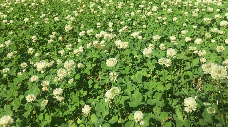White clover CONTRIBUTED BY WALTER REEVES