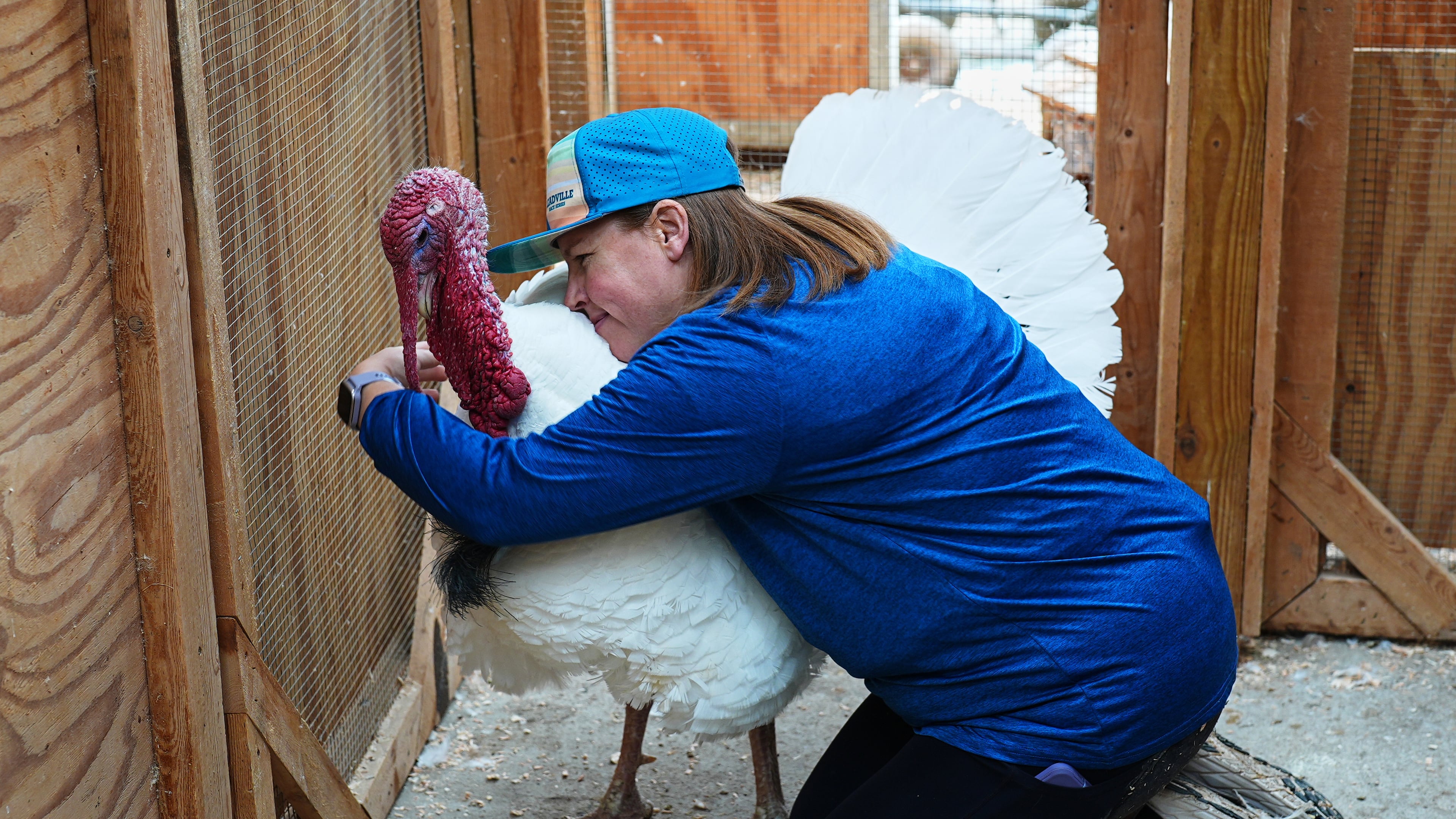 Lanette Cook, education and engagement manager at Luvin Arms Animal Sanctuary, hugs a pardoned turkey named Gus that now lives at the rescue, Friday, Nov. 21, 2025, in Erie, Colo. (AP Photo/David Zalubowski)