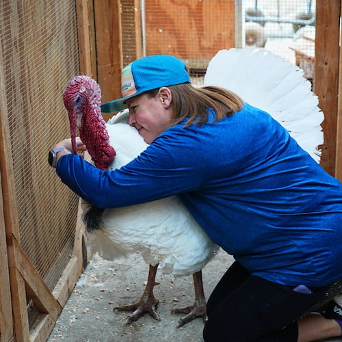 Lanette Cook, education and engagement manager at Luvin Arms Animal Sanctuary, hugs a pardoned turkey named Gus that now lives at the rescue, Friday, Nov. 21, 2025, in Erie, Colo. (AP Photo/David Zalubowski)