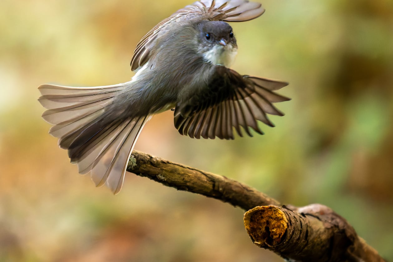 An eastern phoebe flutters in Clyde Shepherd Nature Preserve in Decatur. Eastern phoebes are known for their having little fear of humans. (Courtesy of Steve Rushing)